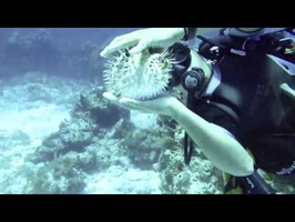 Cancun 2013 - How to Puff a Puffer