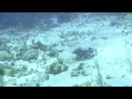 Cancun 2013 - Southern Stingray