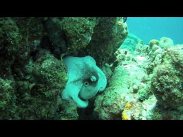 Octopuses in Bonaire