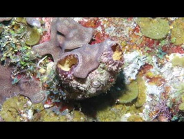 Giant Tunicate