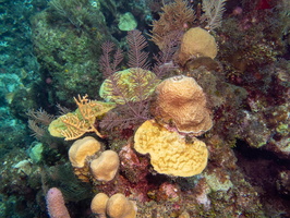 Reef IMG 1344