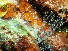 Paderson Shirmp on Corkscrew Anemone IMG 1349