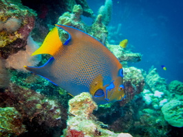 Queen Angelfish IMG 1363-Edit