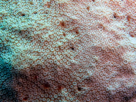 Star Coral with Many Tiny Tube Worms IMG 1367
