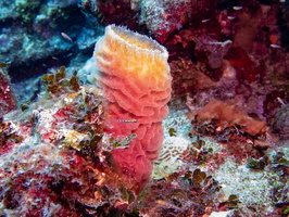 Axure Vase Sponge IMG 1373