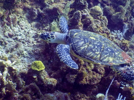 Hawksbill Sea Turtle IMG 1379