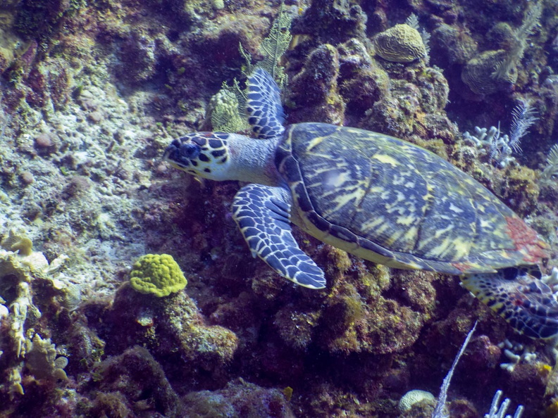 Hawksbill Sea Turtle IMG_1379.jpg