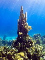 Pillar Coral IMG 1396