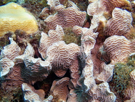 Thin Leaf Lettuce Coral IMG 1399