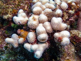 Finger Coral IMG 1400