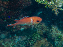 Black Bar Soldierfish IMG 1408