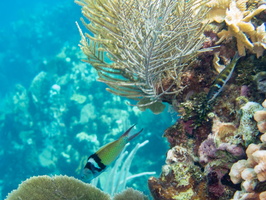 Blue Head Wrasse IMG 1412