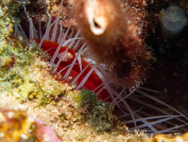 Rough File Clam IMG 1428