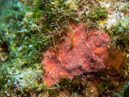 Pink Encrusting Sponge IMG 1429