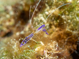 Padersho Shrimp IMG 1435