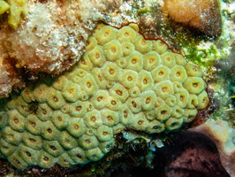 Star Coral IMG 1436