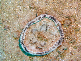 Urchin Remains IMG 1438