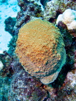 Star Coral IMG 1439