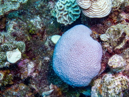 Bleached Coral IMG 1442