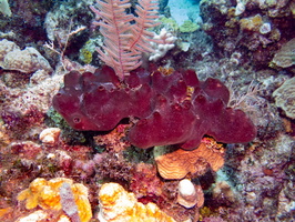 Clustered Tube Sponge IMG 1443