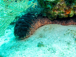 Sea Cucumber 