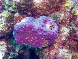 Sponge IMG 1447