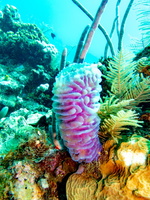 Azure Vase Sponge IMG 1448