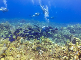 Divers wth Blue Tangs IMG 1451