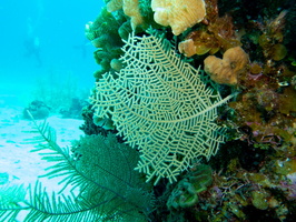 Sea Fan IMG 1455