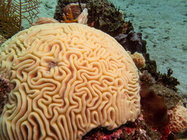 Brain Coral IMG 1457