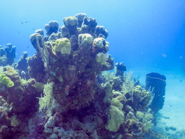 Reef IMG 1458