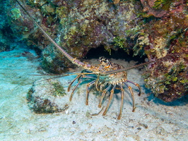 Spiny Lobster IMG 1492