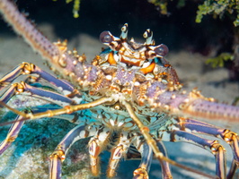 -Spiny Lobster 