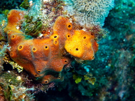 Yellow Encrusting Sponge 