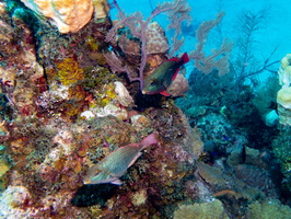 Redband Parrotfish IMG 1501