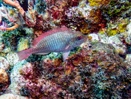 Redtail Parrotfish IMG 1502