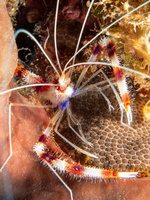 Banded Coral Shrimp IMG 1510