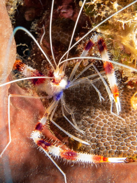 Banded Coral Shrimp IMG_1510.jpg