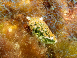 Lettue Leaf Sea Slug IMG 1643