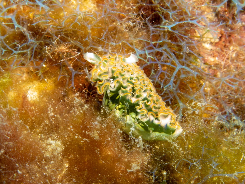 Lettue Leaf Sea Slug IMG_1643.jpg