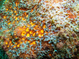 Orange Ball Sponge and Y Branched Algae IMG 1649