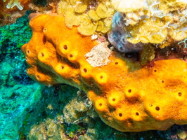 Yellow Encrusting Sponge IMG 1650