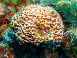 Stinker Sponge IMG 1653