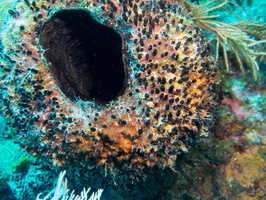 Rough Tube Sponge IMG 1654