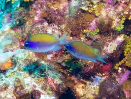 Sunshinefish Juvenile IMG 1660