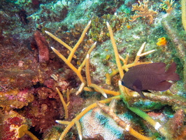 Damselfish and Staghorn Coral IMG 1664-Edit