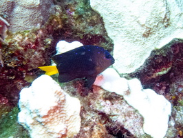 Yellowtail Damselfish IMG 1674