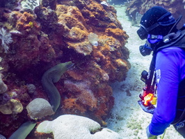 John and Green Moray Eel IMG 1678