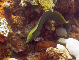 Green Moray Eel IMG 1679