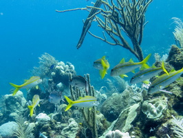 Yellowtail Snappers and Trumpetfish  IMG 1681